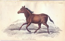 CAVALLO LALISIO,  di  JARDINE