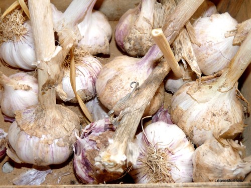 Ajo morado para - ,