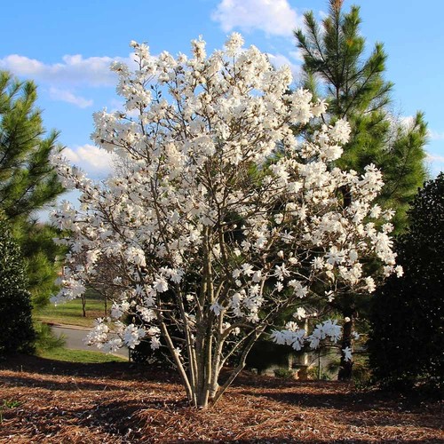 Magnolia giapponese - giapponese,