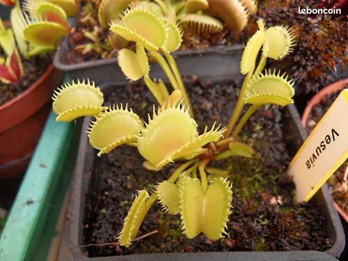 Dionaea muscipula vesuvia - dionaea,