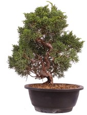 Bonsai - Juniperus chinensis 'Kyushu', Chinesischer Wacholder 224/98