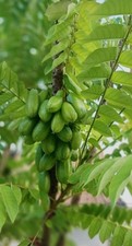 Bilimbi tree averrhoa - bilimbi,