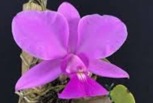 Cattleya walkeriana - cattleya,
