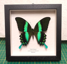 Papilio blumei vera farfalla in cornice legno