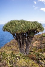 10 semi albero del drago delle