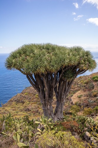 Semi albero del - semi,
