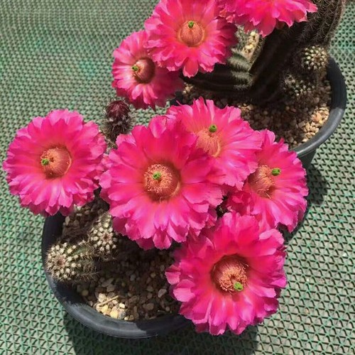 Pianta succulenta cactus - pianta, di