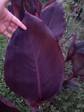Pianta canna indica wyoming - pianta,