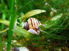 Lumaca lumache acquario acqua