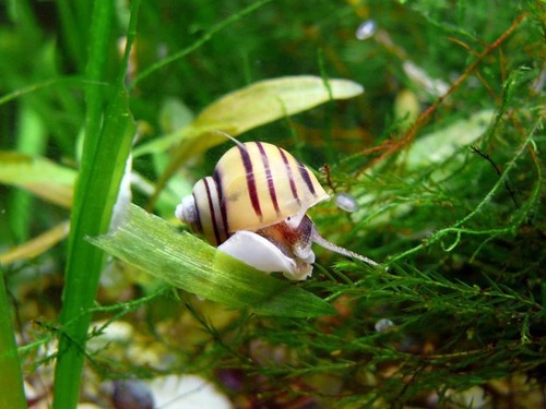 Lumaca lumache acquario acqua