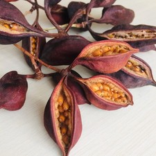 40 Pezzi Brachychiton Cialde