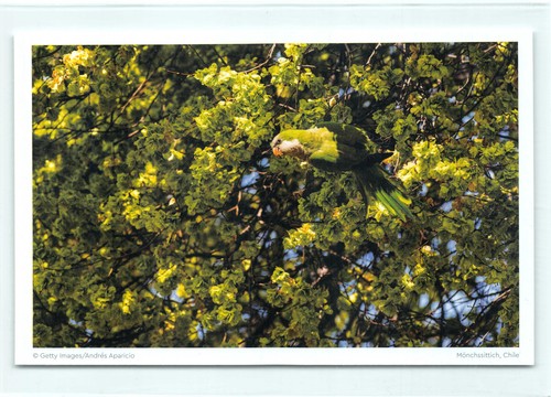 Cartolina parrocchetto - 1,