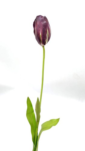 Tulipani giganti scegli il - scegli,