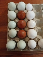 Uova Feconde, Livorno Bianca