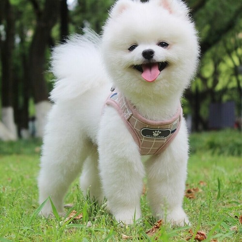 Pettorina per cani cucciolo