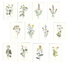 Stampe antiche LOTTO 12 FIORI