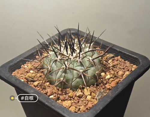 5cm copiapoa cinerea - 5.5cm,