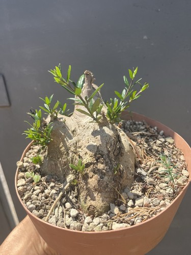 Olivastro bonsai yamadori - olivastro,