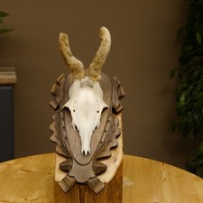 Capriolo IN Rafia Cervi Bock