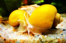 AMPULLARIA AMPULLARIE GOLD
