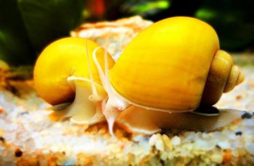 Ampullaria ampullarie gold - ampullaria,