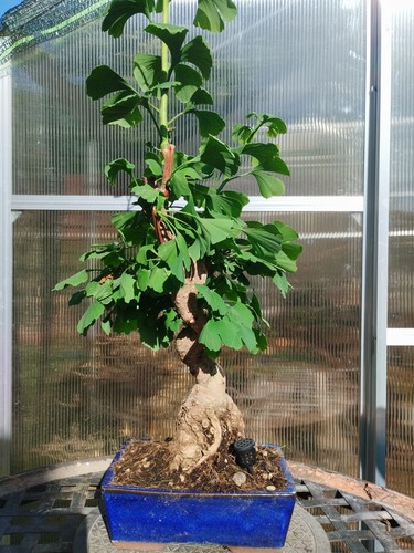 Bonsai ginkgo biloba kifu - bonsai,