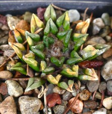 Ariocarpus kotschoubeyanus var. sladkovsky VARIEGATED LL6 -  -