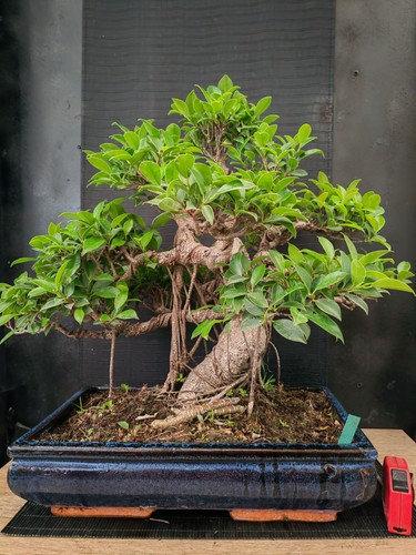 Bonsai ficus retusa h - bonsai,