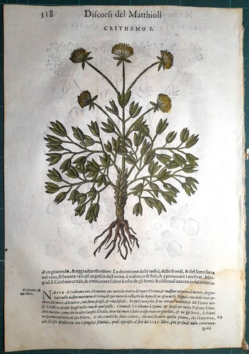 Stampa antica mattioli - antica,