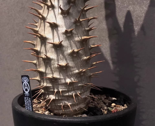 Rara caratteristica succulenta