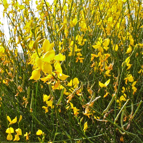 Ginestra odorosa spartium - odorosa, "spartium