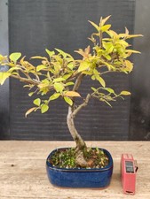 bonsai di melo  Giapponese   h