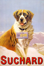 SAN BERNARDO CANE DA LAVORO