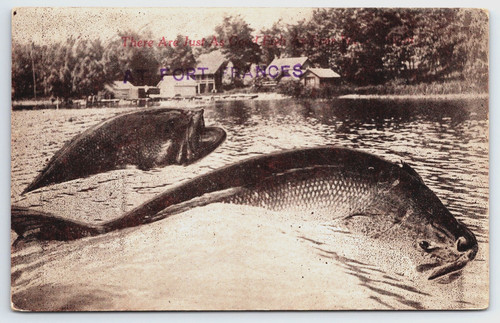 Cartolina epoca esagerata - cartolina, d'epoca