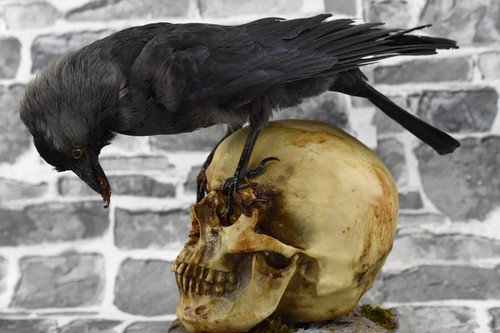 Taxidermy carrion crow - carrion, wood