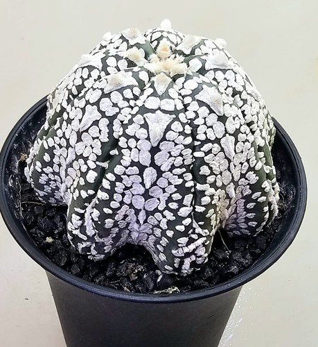 Astrophytum asterias super - astrophytum,