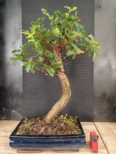 bonsai  quercia   h 65  cm visita il negozio