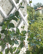 Traliccio giardino esterno - giardino,