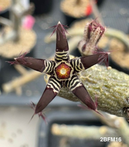Rhytidocaulon macrolobum