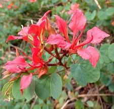  RED ORCHID TREE Bauhinia