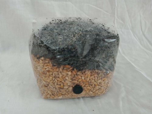 All one mushroom grow bag - all, in