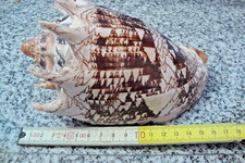 CONCHIGLIA VOLUTA EBRAEA GRAMMI 500