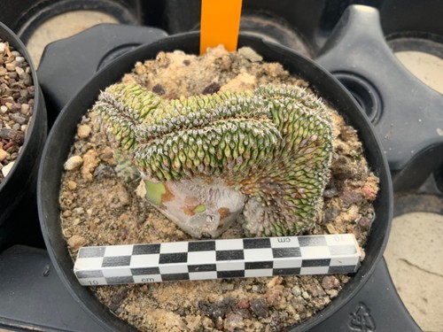 224 euphorbia phillipsioides - 224,