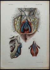 1866 - Genitali & Clitoride -