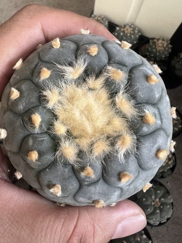 1 cm copiapoa - 1,