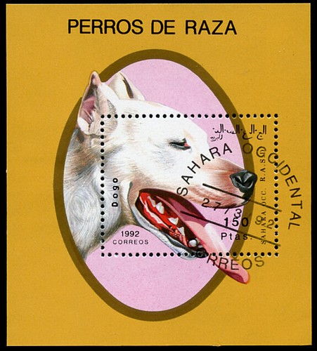 Dogo argentino argentine - dogo,