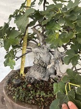 BONSAI  DI FICO DA  FRUTTO