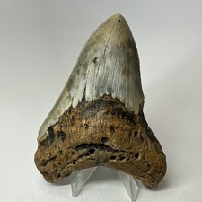 Dente squalo megalodonte - dente,