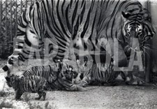 Foto vintage UK, Mamma tigre con i suoi cuccioli, stampa 21x15 cm