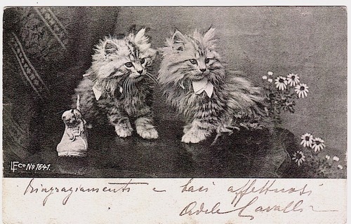 Gatti cartolina animali - ,